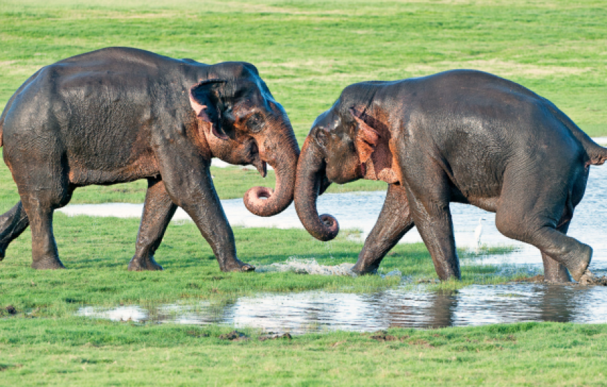 Best of Sri Lanka